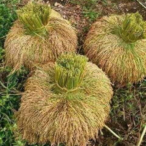 WhatsApp Image 2026 03 16 At 10.11.31
