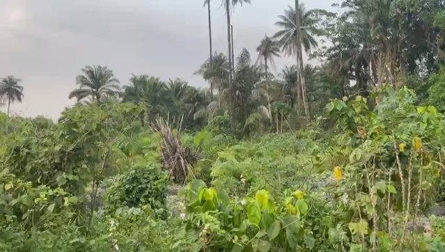WhatsApp Video 2026 03 24 At 17.00.47