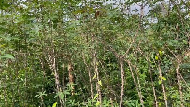 WhatsApp Video 2026 04 26 At 12.12.24