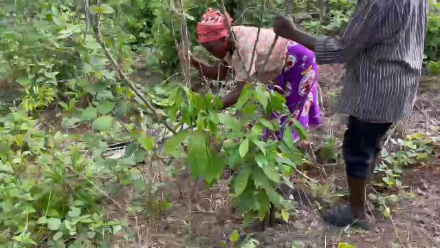 WhatsApp Video 2026 04 26 At 12.15.02